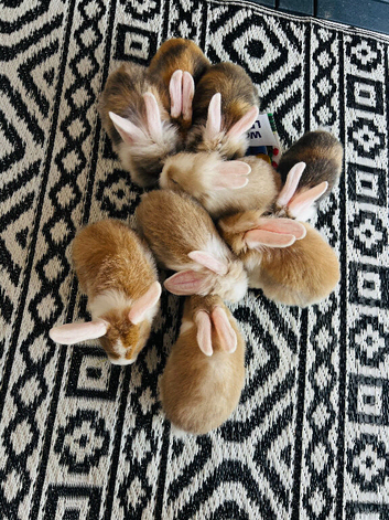 5 baby minilop and lionheads