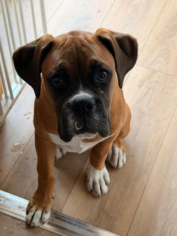 Male boxer (Bruce) 5 months old