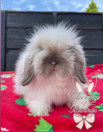 Stunning Mini Lion Lop Boys