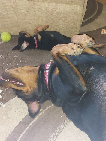 Kc registered very chunky solid pups