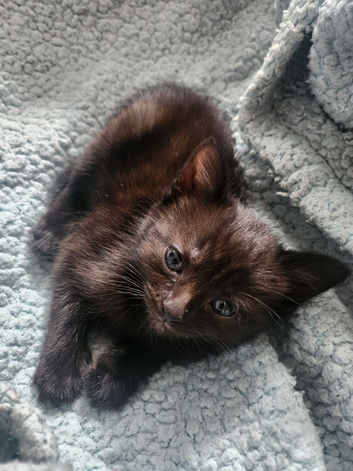 2 kittens