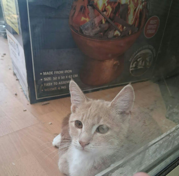 2 boys kitten
