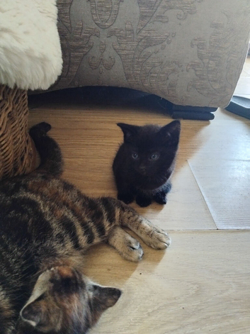 Kittens ready now..