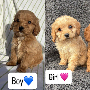 5 adorable cockerpoo