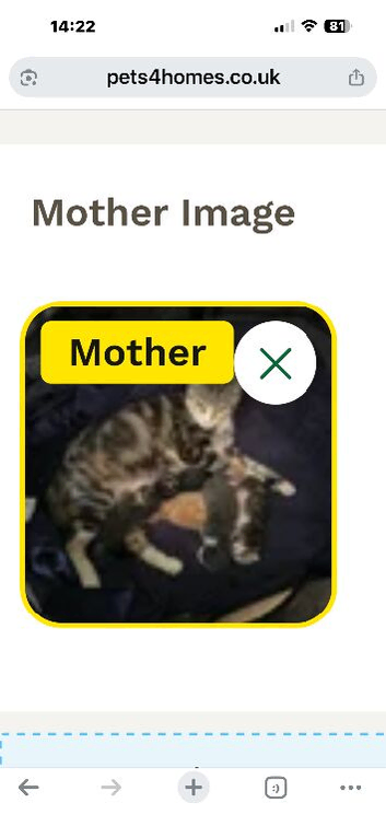 Kittens