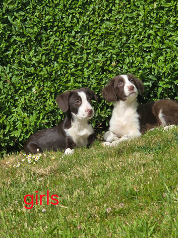 Sprollie pups
