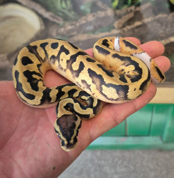 CB26 Female/male  Fire Pastel Pied baby Royal Pythons