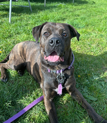 Cane Corso X  female