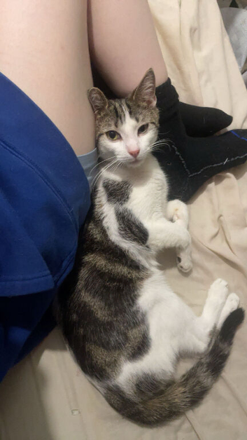 Affectionate and adventurous cat for sale