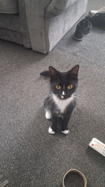 1 year old female cat