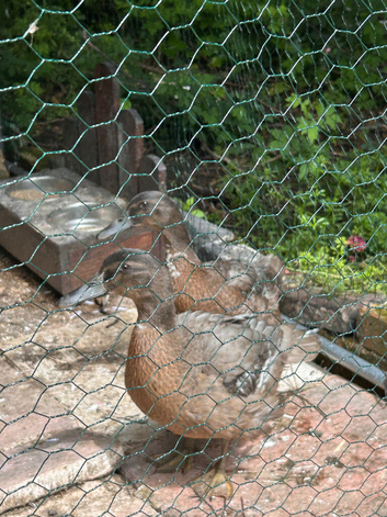 2 female Khaki Campbell Ducks