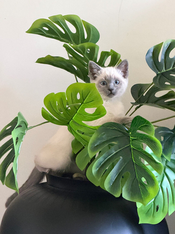 Ragdoll/Siamese Kitten