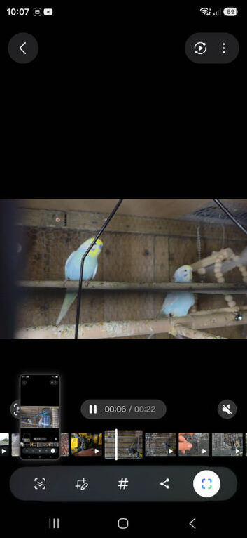 3 pairs of budgies