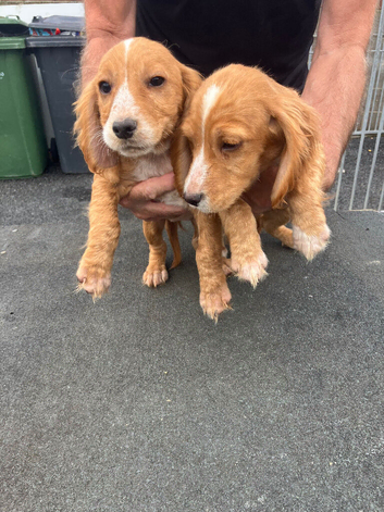 Fox red working cocker spaniel puppies 4 boys & 2 girls