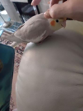 Lost baby cockatiel 14 weeks old