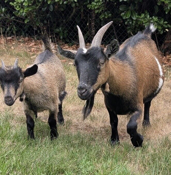 Pygmy Goats Nanny's / Girls For Sale