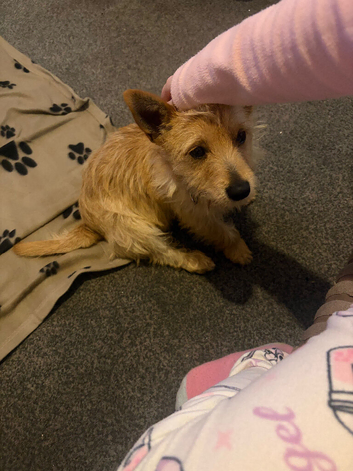 Dog for sale