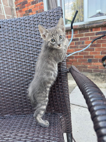 Savannah cross kittens