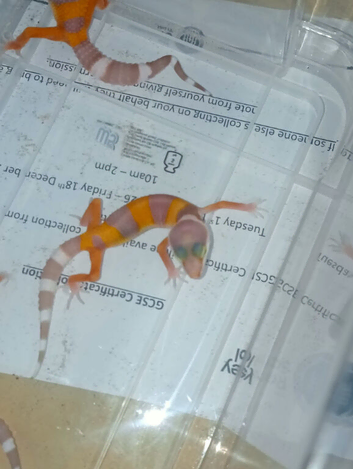 4 baby leopard gecko