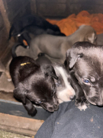 Lurcher Puppies for Sale