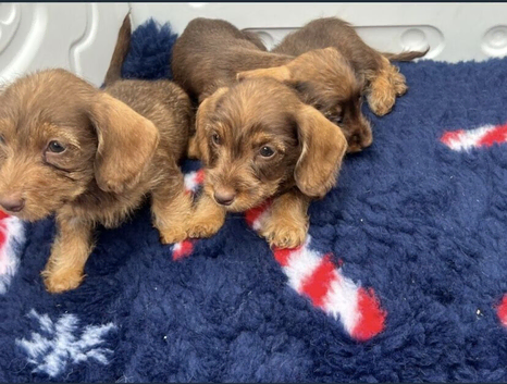 Mini chocolate & tan dachshund pups