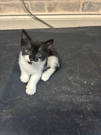3 beautiful kittens ready to leave 24/10/2026