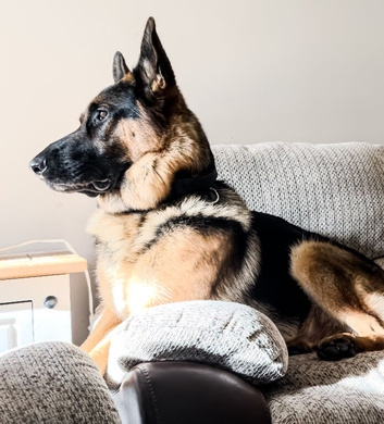 Beautiful 2 year old male German shepherd