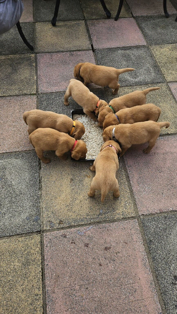 Home Raised Fox Red Labs