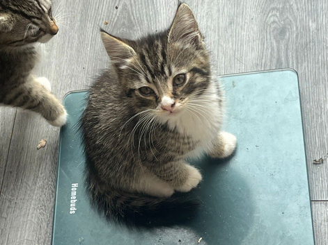 4 fluffy kittens looking for a forever home