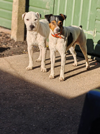 male parson jack Russell's