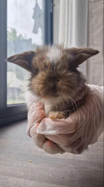 Cute Minilop bunnies