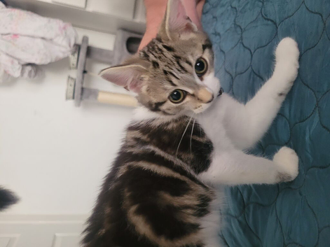 14 week old kitten girl