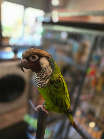 Parley conure for rehome
