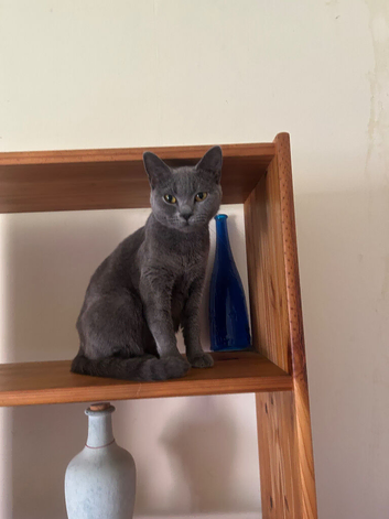 Beautiful kittens need loving homes