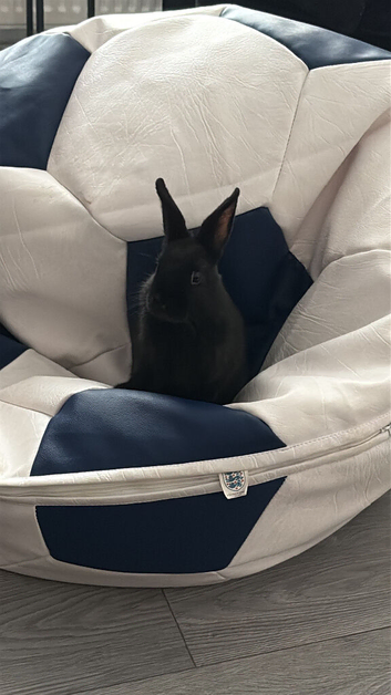 Baby rabbit