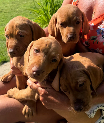 READY TO LEAVE NOW Female Hungarian Vizsla puppies