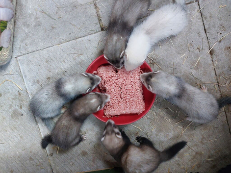 Mixed litter