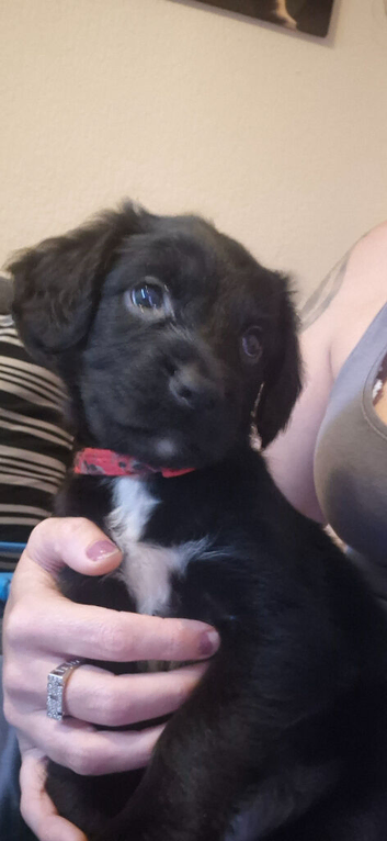 F1 beautiful sprocker puppies