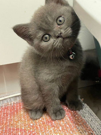 Scottish Fold kittens (straight)