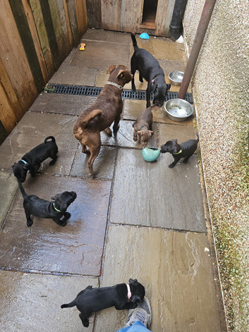 Patterdale Terriers Pups For Sale