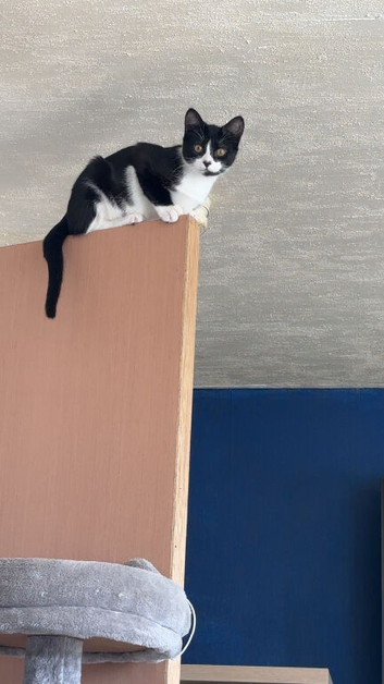9 month old kitten Felix