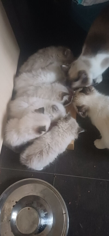 Beautiful Ragdoll kittens looking For the best homes