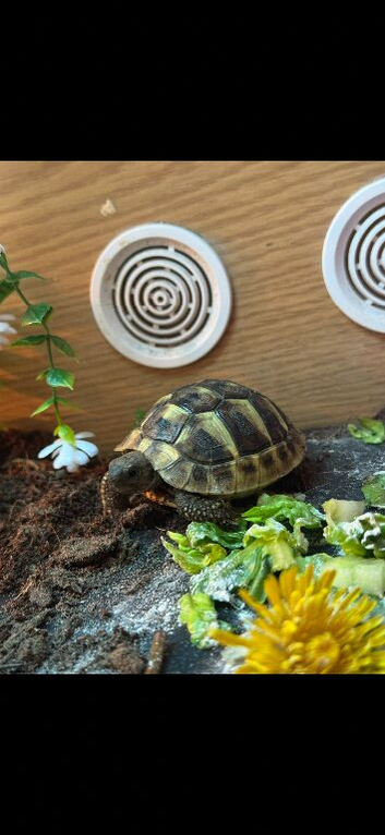 Hermanns tortoise with full papers and set up