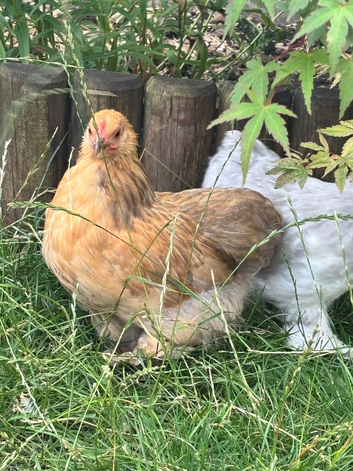 Pekin bantam pullet Buff