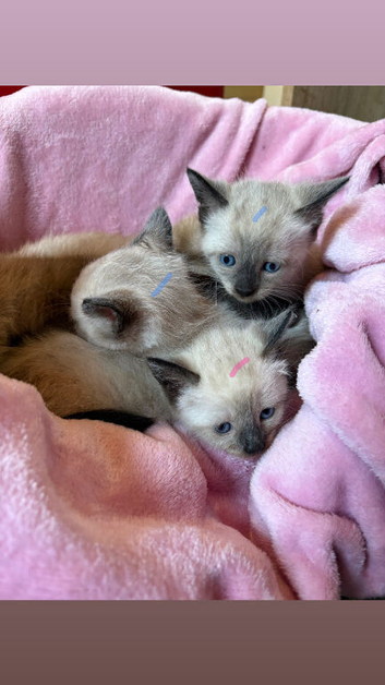 All reserved 3 lovely Siamese chocolate point kittens