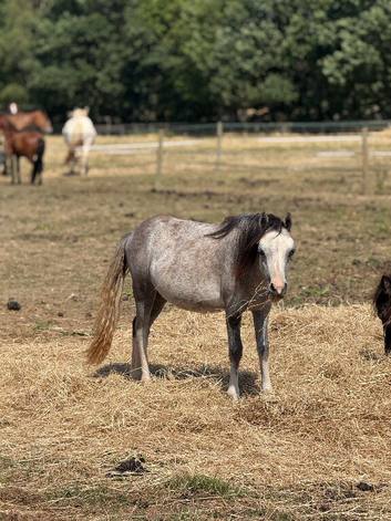 Shetland x welsh a filly