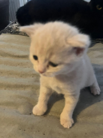 British shorthair and half shorthairs