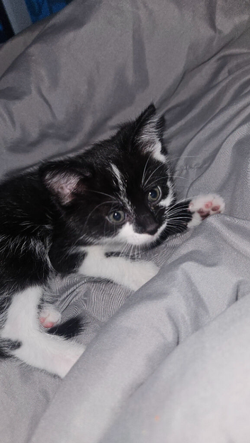 I have a male kitten for sale