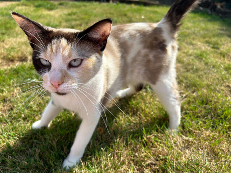 3 year old ragdoll cross female