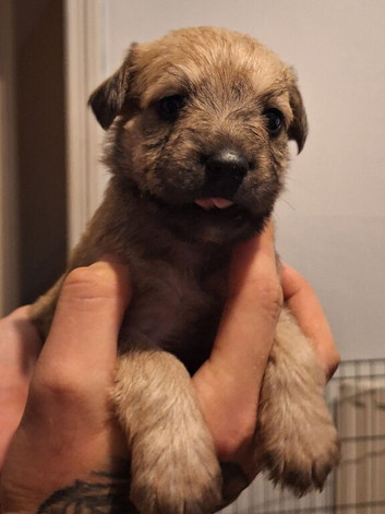 Toy poodle cross bull terrier